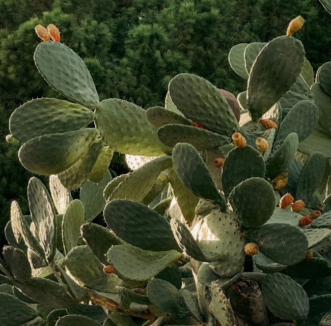 Close-up of a prickly pear cactus with ripe fruits in Catania, Sicily.